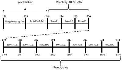 Population, Temperature and <mark class="highlighted">Feeding Rate</mark> Effects on Individual Feed Efficiency in European Sea Bass (Dicentrarchus labrax)